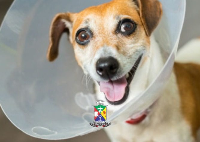 Mutirão de castração gratuita atende mais de 500 animais em Patrocínio